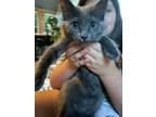 Adopt Nova a Domestic Mediumhair / Mixed (medium coat) cat in Clinton