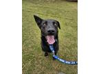 Adopt Sarang a Black Labrador Retriever / Jindo / Mixed dog in Bellevue