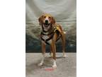Adopt Luther a Red/Golden/Orange/Chestnut - with White Foxhound / Treeing Walker