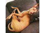 Adopt Trooper a Brindle Hound (Unknown Type) / American Pit Bull Terrier dog in