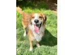 Adopt Nash a Red/Golden/Orange/Chestnut - with White Golden Retriever /