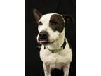 Adopt Nike a Black - with White Pit Bull Terrier / Mixed dog in Yreka