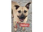 Adopt Medusa a Tan/Yellow/Fawn Mixed Breed (Small) / Mixed Breed (Medium) /
