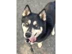 Adopt Chester a Black Alaskan Klee Kai / Mixed Breed (Medium) / Mixed (short