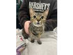 Adopt Charlie a Brown Tabby Domestic Shorthair / Mixed Breed (Medium) / Mixed
