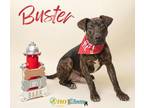 Adopt Buster a Brindle Plott Hound / Mixed Breed (Medium) / Mixed (short coat)