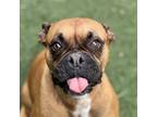 Adopt Trixie a Brown/Chocolate Boxer / Mixed Breed (Medium) / Mixed (short coat)