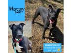 Adopt Mercury a Black - with White Boxer / Labrador Retriever / Mixed dog in Oak