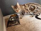 Adopt Jack a Spotted Tabby/Leopard Spotted Domestic Shorthair (short coat) cat