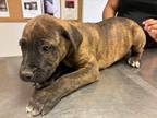 Adopt 55794292 a Brindle Bernese Mountain Dog / Mixed Breed (Medium) / Mixed