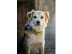 Adopt Lumi a Jindo / Golden Retriever dog in LONG ISLAND CITY, NY (39917258)