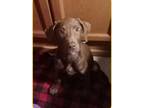 Adopt Moose a Brown/Chocolate Golden Retriever / Labrador Retriever / Mixed dog