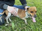 Adopt Scotty a White - with Tan, Yellow or Fawn Chiweenie / Mixed dog in Rayne