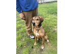 Adopt Bullard a Black Mixed Breed (Small) / Mixed Breed (Medium) / Mixed (short