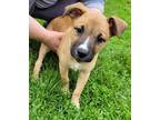 Adopt Bear a Red/Golden/Orange/Chestnut German Shepherd Dog / Mixed Breed