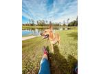 Adopt Axel a Red/Golden/Orange/Chestnut Black Mouth Cur / Rhodesian Ridgeback /
