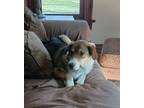 Adopt Brownie a Collie / Labrador Retriever / Mixed dog in St.