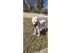 Adopt Rosette a White - with Tan, Yellow or Fawn Husky / Mixed dog in London