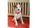 Adopt London a White - with Brown or Chocolate Beagle / Boxer / Mixed dog in