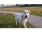 Adopt Jazz a White Husky / Mixed dog in London, ON (41307784)