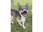Adopt Playboy a German Shepherd Dog / Siberian Husky / Mixed dog in Tulare