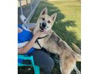 Adopt Pharoah a German Shepherd Dog / Anatolian Shepherd / Mixed dog in Tulare
