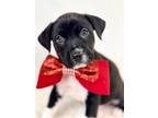 Adopt Chowder a Black Black Mouth Cur / Mixed Breed (Medium) / Mixed (short