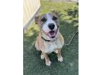Adopt Titus a American Staffordshire Terrier / Anatolian Shepherd / Mixed dog in