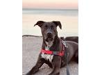 Adopt Jaya a Black Golden Retriever / Mixed Breed (Medium) / Mixed (short coat)