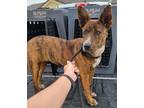 Adopt Hope a Brindle Terrier (Unknown Type, Medium) / Australian Cattle Dog /