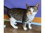 Adopt Smith a Brown Tabby Domestic Shorthair / Mixed Breed (Medium) / Mixed