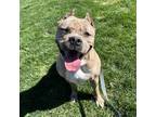 Adopt Moira a Brown/Chocolate Mixed Breed (Small) / Mixed Breed (Medium) / Mixed