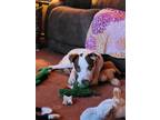 Adopt Cordell a White Mixed Breed (Medium) / Mixed Breed (Medium) / Mixed (short