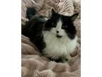 Adopt Liesel aka Lizzy a All Black Norwegian Forest Cat / Mixed Breed (Medium) /