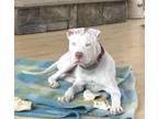 Adopt Zeke a White Pit Bull Terrier / Mixed dog in West Allis, WI (41306767)