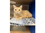 Adopt Sienna a Gray or Blue (Mostly) Domestic Shorthair / Mixed Breed (Medium) /