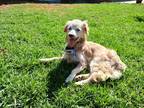 Adopt Dusty a Tan/Yellow/Fawn - with White Spaniel (Unknown Type) / Dachshund /