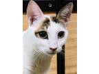 Adopt Aurora a White (Mostly) Oriental / Mixed (short coat) cat in Herndon