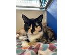 Adopt Catalina a Tan or Fawn Domestic Shorthair / Mixed Breed (Medium) / Mixed