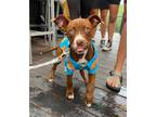 Adopt Leia a American Pit Bull Terrier / Mixed Breed (Medium) / Mixed dog in