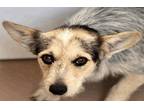 Adopt Hula Hoop a Scottie, Scottish Terrier / Fox Terrier (Smooth) / Mixed dog