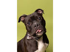Adopt Alaskan Bull Worm a Black American Staffordshire Terrier / Mixed Breed