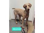 Adopt Macaroni a Affenpinscher / Mixed dog in Richmond, IN (41298388)