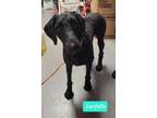 Adopt Farfalle-Sponsored a Affenpinscher / Mixed dog in Richmond, IN (41301184)