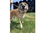 Adopt Chloe a Tricolor (Tan/Brown & Black & White) Belgian Malinois / Mixed dog