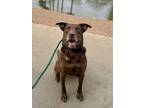 Adopt Cowboy a Brown/Chocolate Labrador Retriever / Doberman Pinscher / Mixed