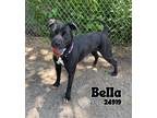 Adopt Bella a Black - with White Labrador Retriever / Mixed dog in Oak Ridge