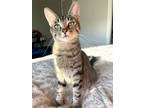 Adopt Freya a Brown Tabby Domestic Shorthair / Mixed Breed (Medium) / Mixed