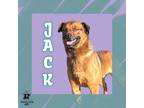Adopt Jack a Brown/Chocolate Mixed Breed (Small) / Mixed Breed (Medium) / Mixed