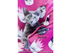 Adopt Janice a Gray or Blue Domestic Shorthair / Mixed Breed (Medium) / Mixed